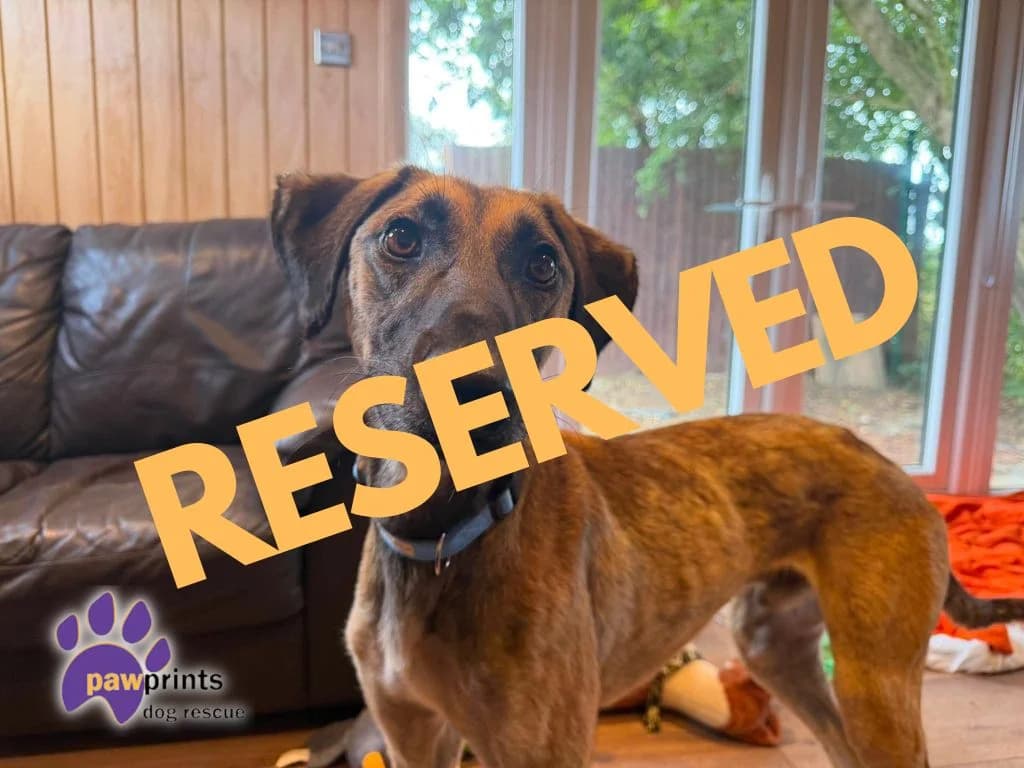 Tim, male Lurcher for adoption at Pawprints Dog Rescue, Stretton-on-Dunsmore