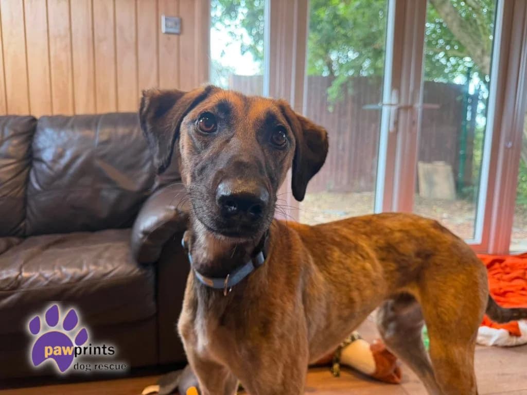 Tim, male Lurcher for adoption at Pawprints Dog Rescue, Stretton-on-Dunsmore