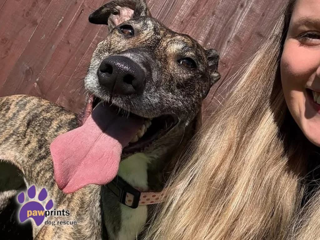 Valerie, female 3yo Lurcher for adoption at Pawprints Dog Rescue, Stretton-on-Dunsmore