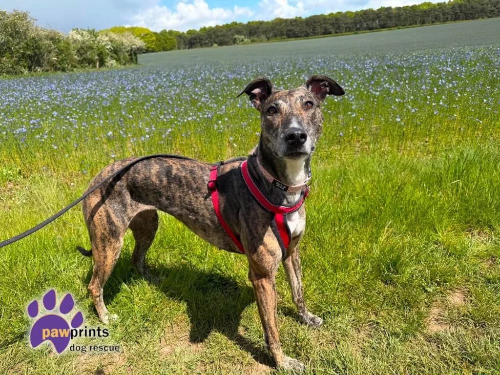 Valerie, female 3yo Lurcher for adoption at Pawprints Dog Rescue, Stretton-on-Dunsmore