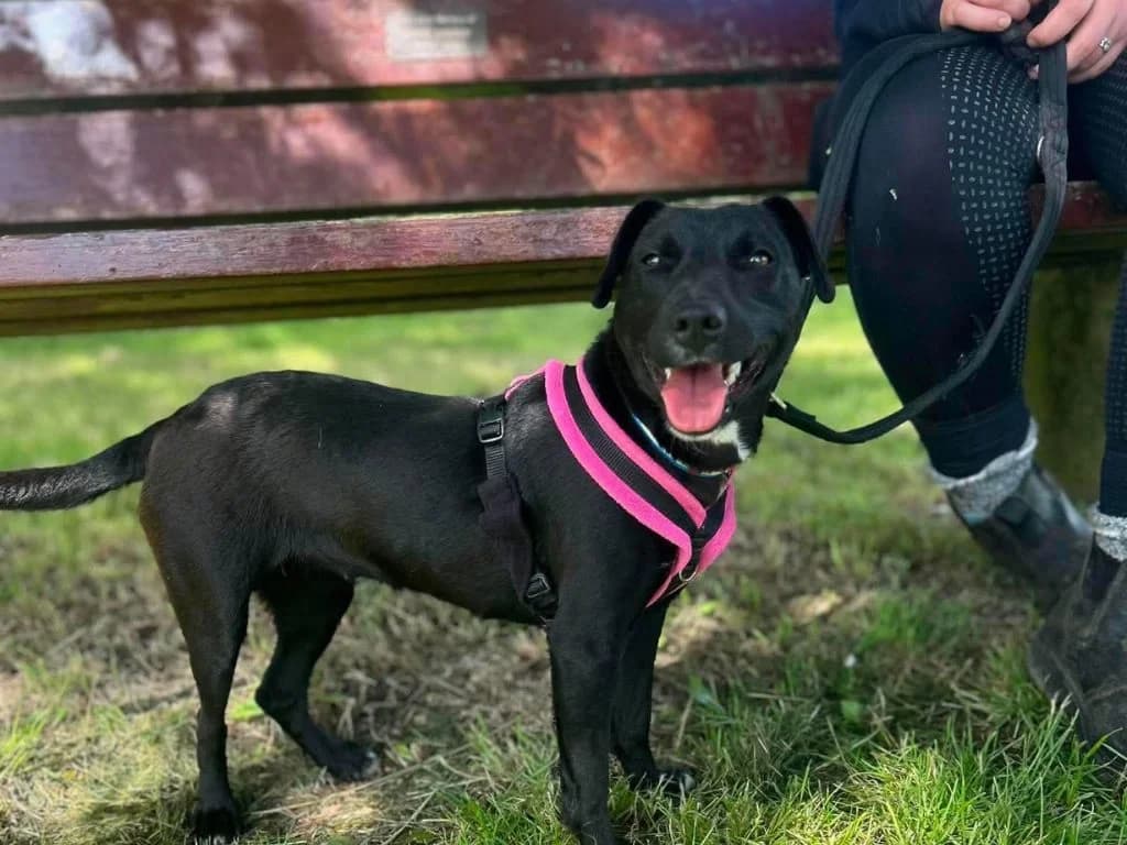 Vienna, female puppy mixed breed for adoption at Pawprints Dog Rescue, Stretton-on-Dunsmore
