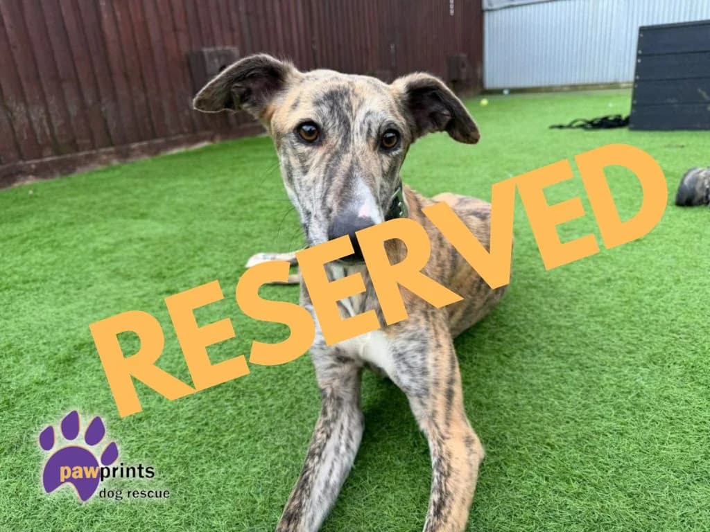 Zephyr, male Lurcher for adoption at Pawprints Dog Rescue, Stretton-on-Dunsmore