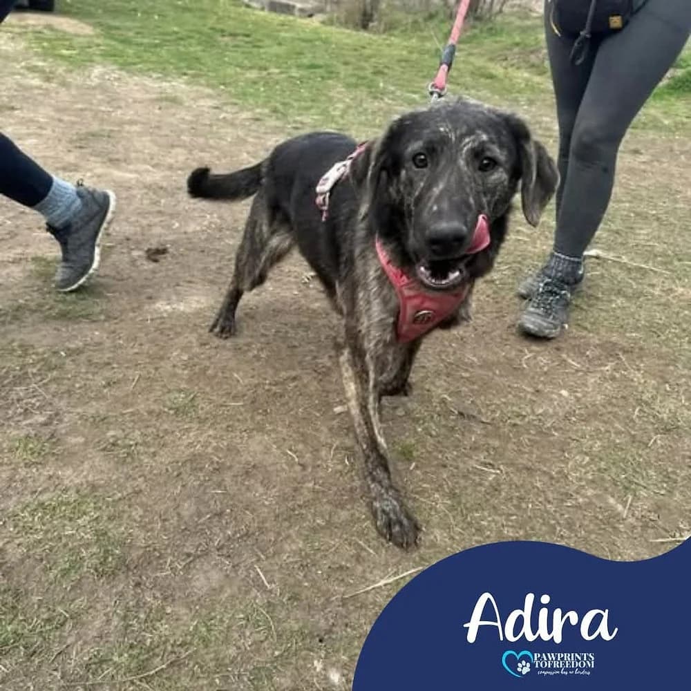 Adira, female puppy mixed breed for adoption at Pawprints to Freedom