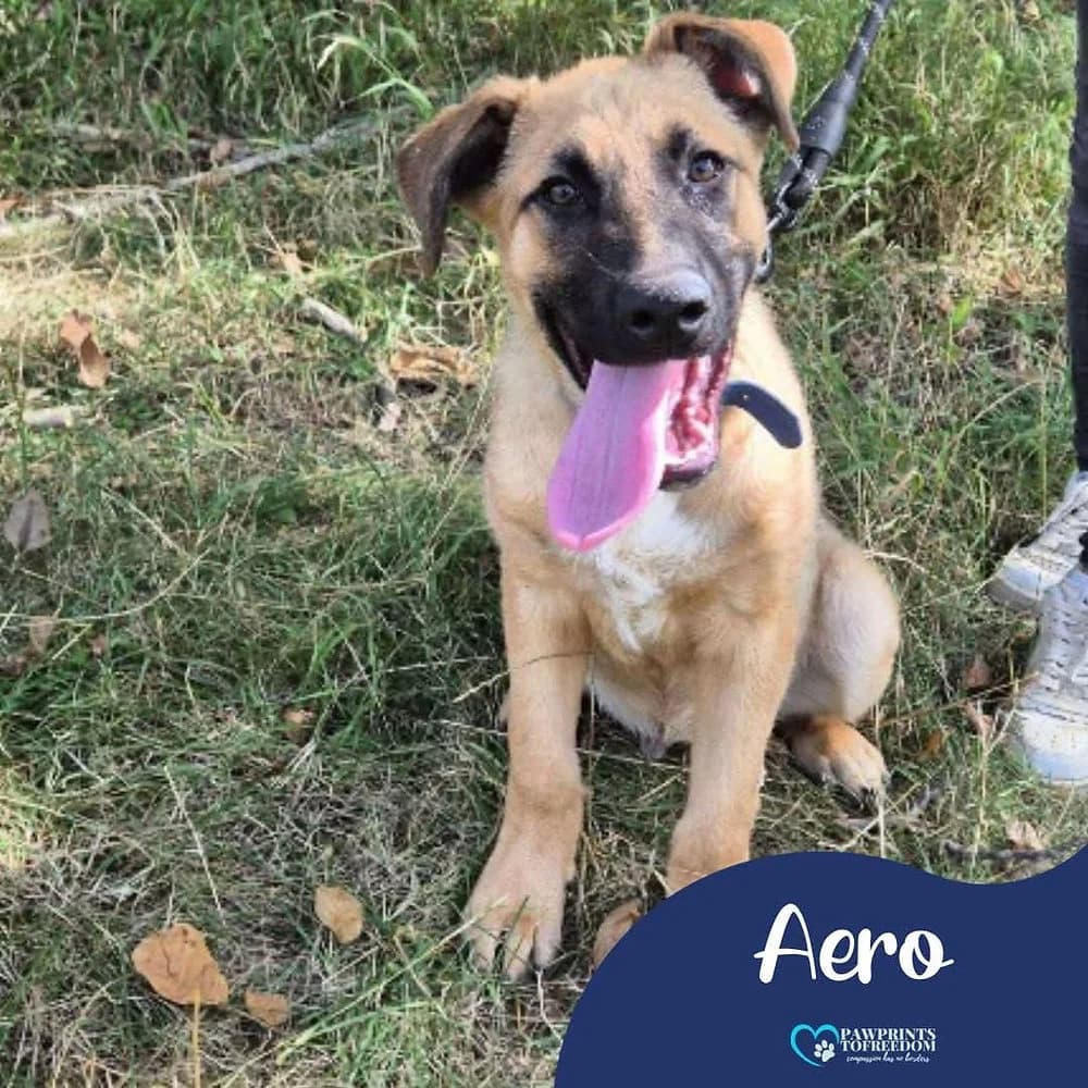 Aero, male young mixed breed for adoption at Pawprints to Freedom