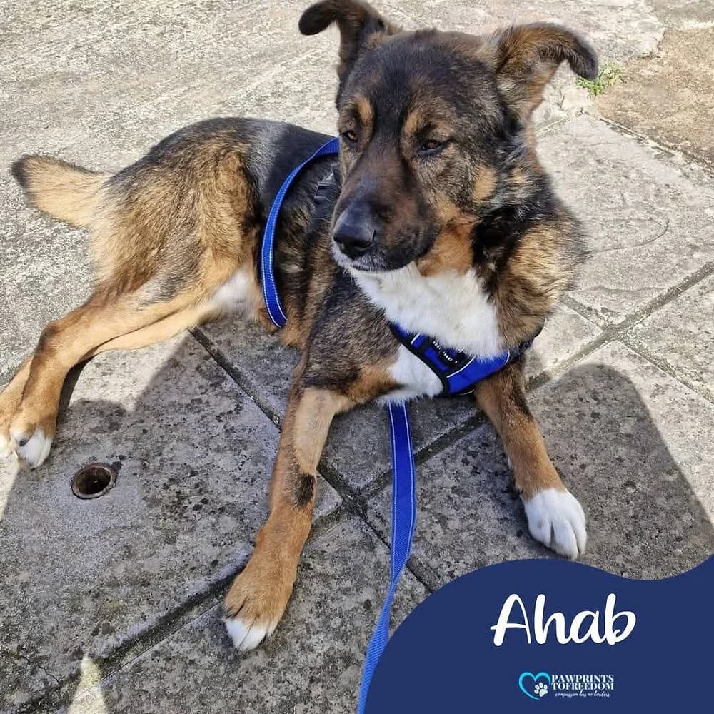 Ahab, male senior mixed breed for adoption at Pawprints to Freedom