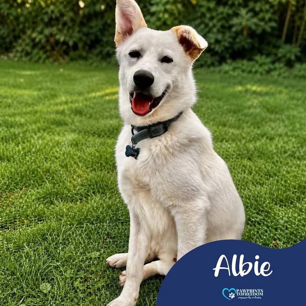 Albie, male young mixed breed for adoption at Pawprints to Freedom