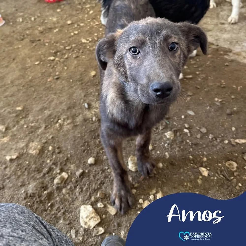 Amos, male 3yo mixed breed for adoption at Pawprints to Freedom