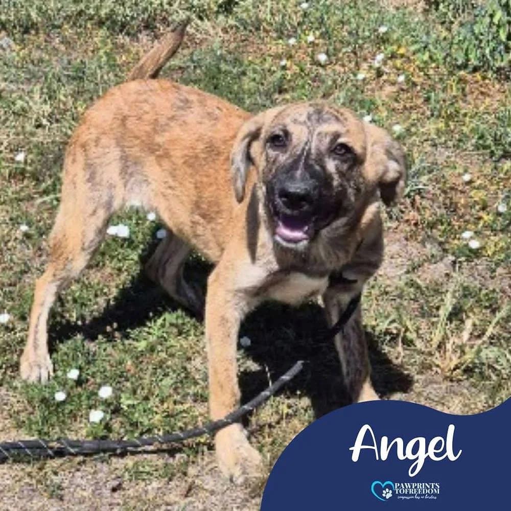 Angel, female young mixed breed for adoption at Pawprints to Freedom
