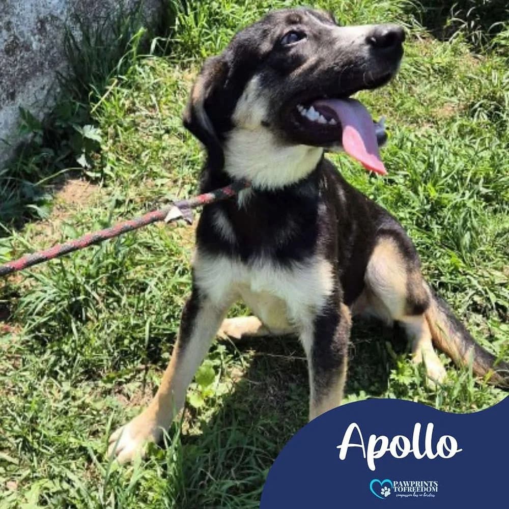 Apollo, male young mixed breed for adoption at Pawprints to Freedom