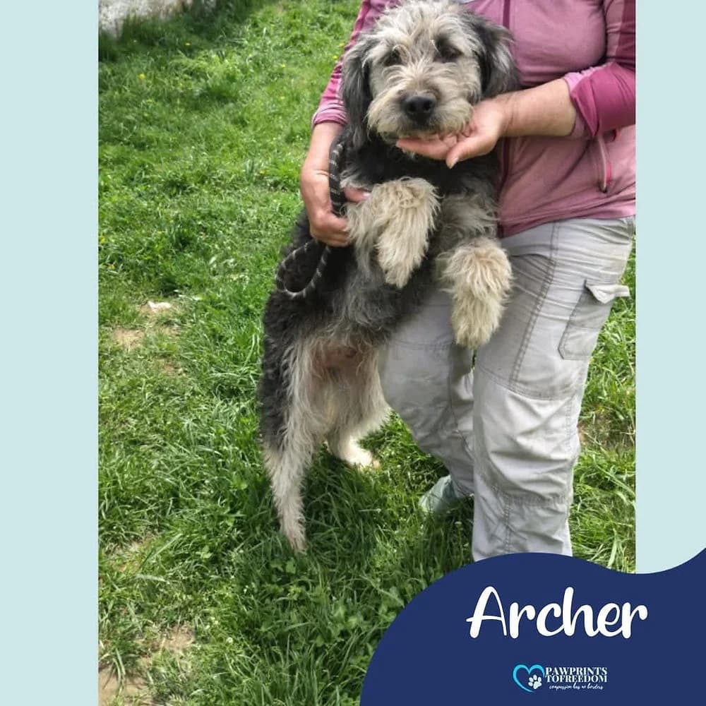 Archer, female young mixed breed for adoption at Pawprints to Freedom