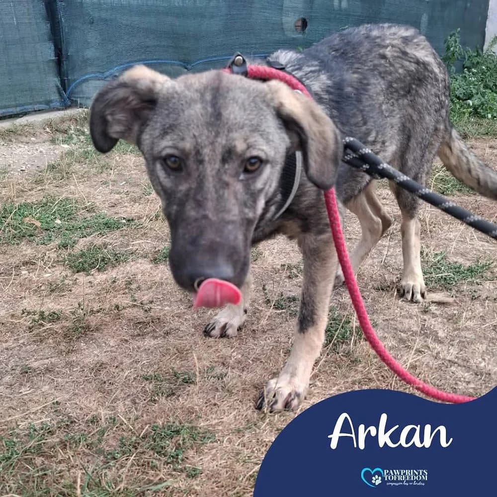 Arkan, male young mixed breed for adoption at Pawprints to Freedom