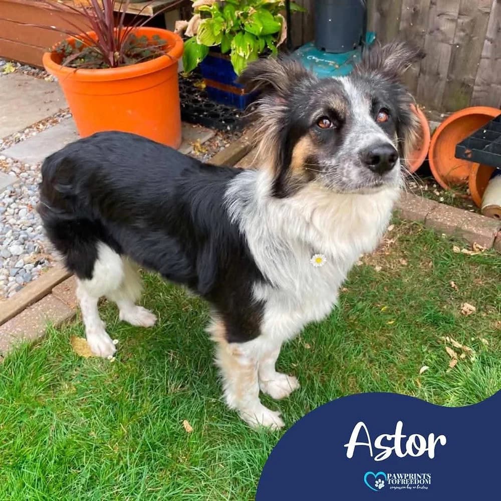 Astor, female young mixed breed for adoption at Pawprints to Freedom