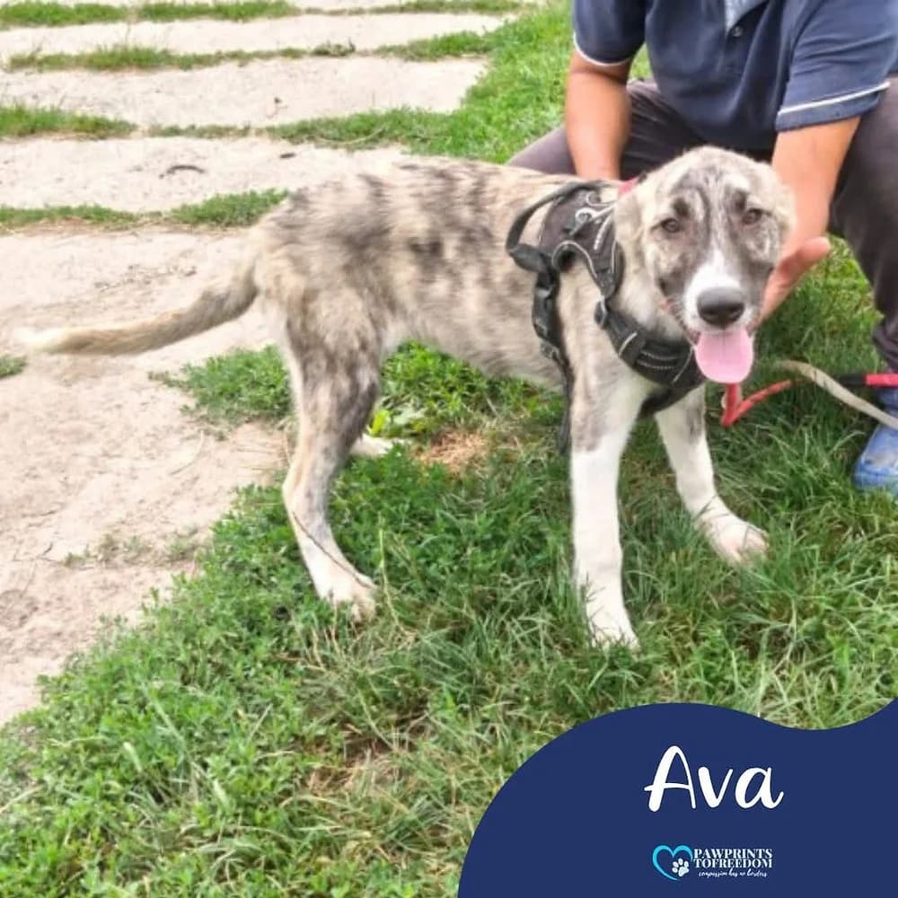 Ava, female puppy mixed breed for adoption at Pawprints to Freedom