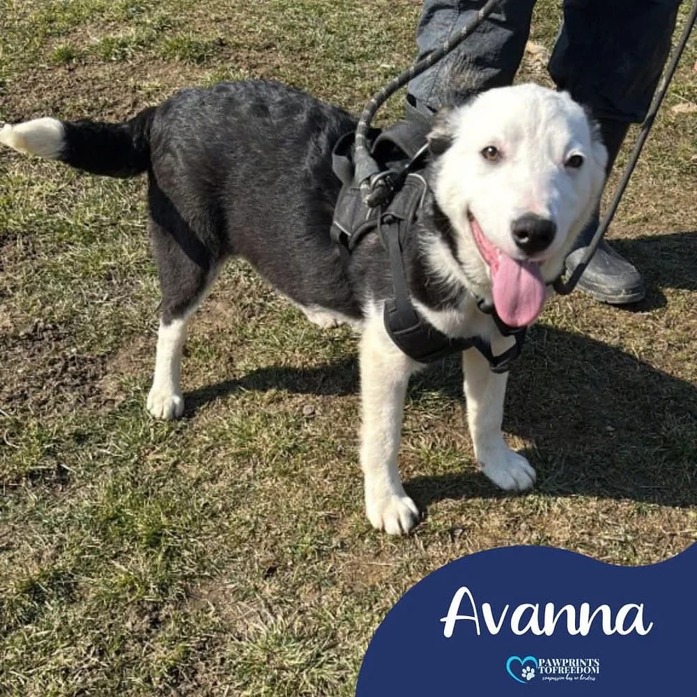 Avanna, female puppy mixed breed for adoption at Pawprints to Freedom