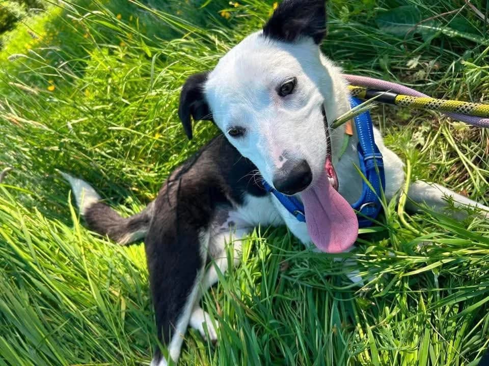 Avanna, female puppy mixed breed for adoption at Pawprints to Freedom