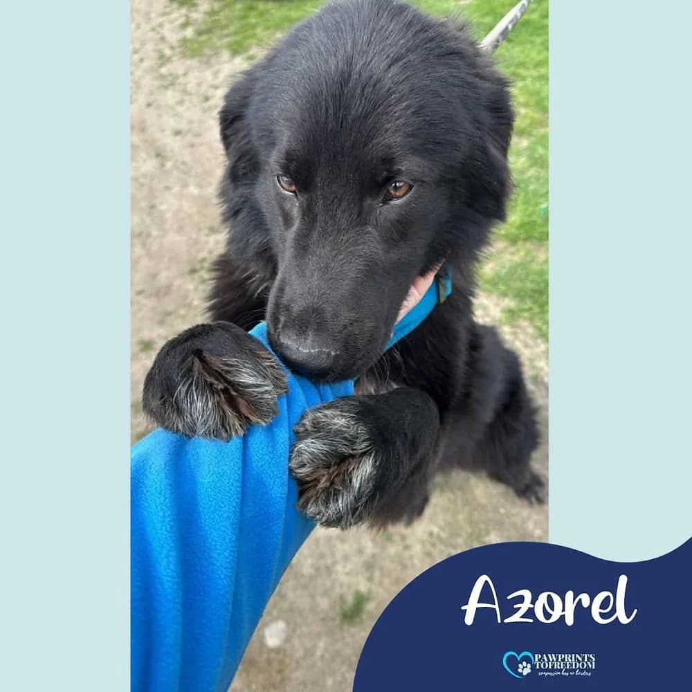 Azorel, male puppy mixed breed for adoption at Pawprints to Freedom