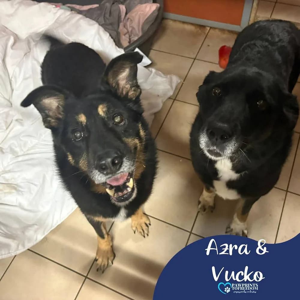 Azra and Vucko - 9 year old male and female, mixed breed for adoption at Pawprints to Freedom
