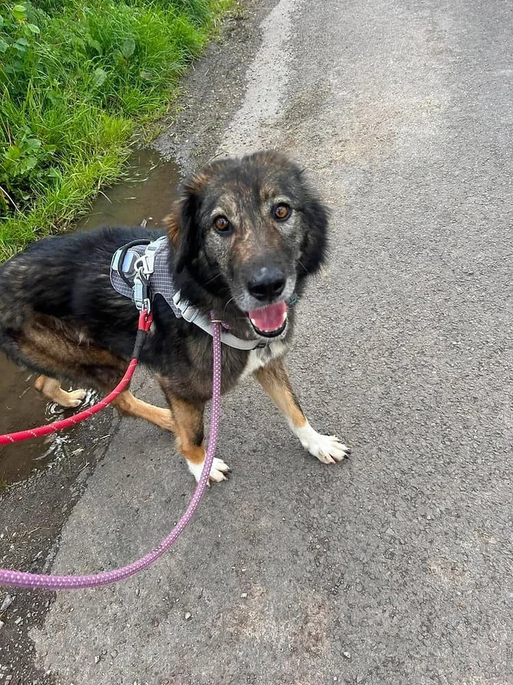 Barak, male 7yo mixed breed for adoption at Pawprints to Freedom