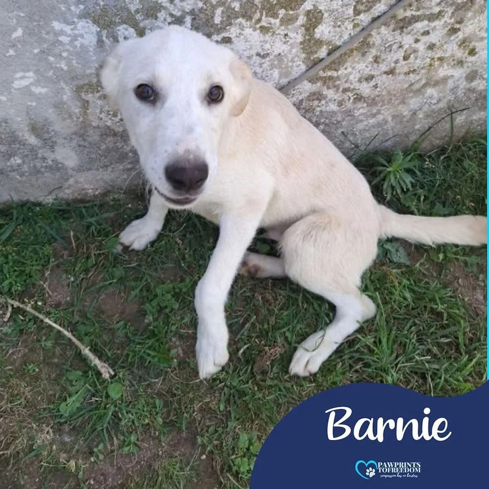 Barnie, male young mixed breed for adoption at Pawprints to Freedom