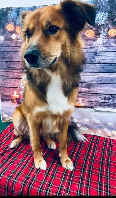 Bear, male 7yo mixed breed for adoption at Pawprints to Freedom