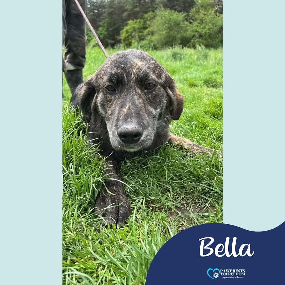 Bella, female young mixed breed for adoption at Pawprints to Freedom