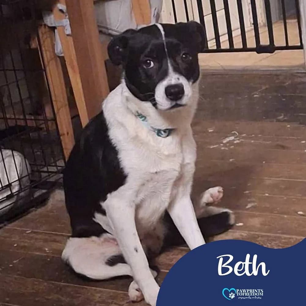 Beth, female 5yo mixed breed for adoption at Pawprints to Freedom