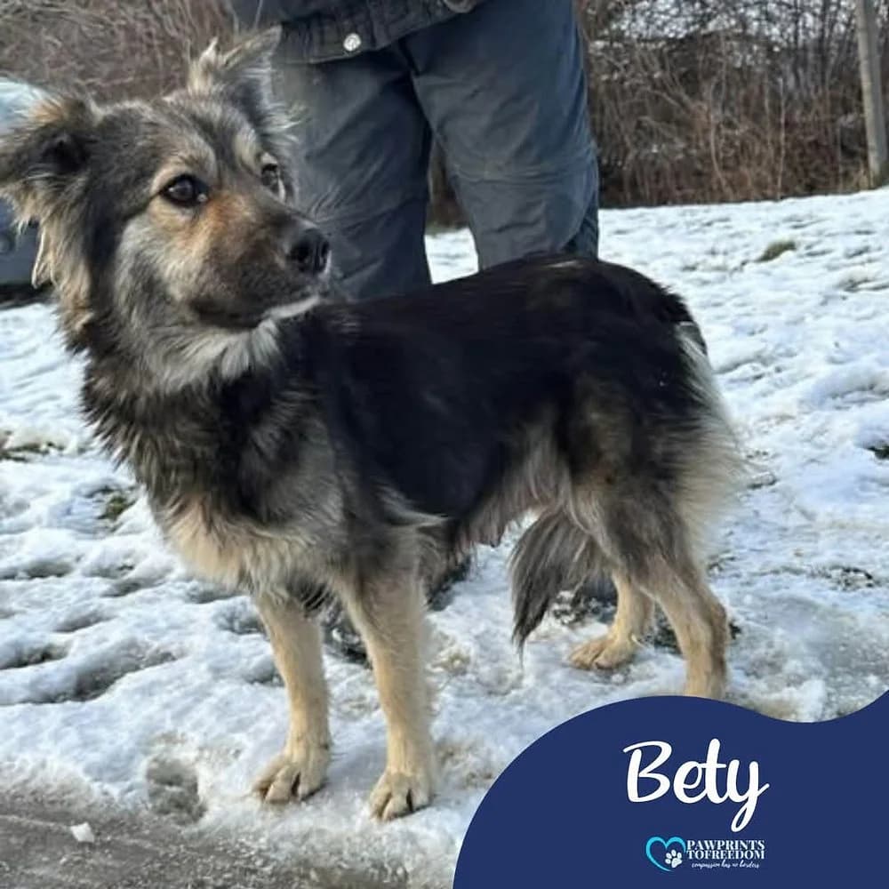 Bety, female young mixed breed for adoption at Pawprints to Freedom