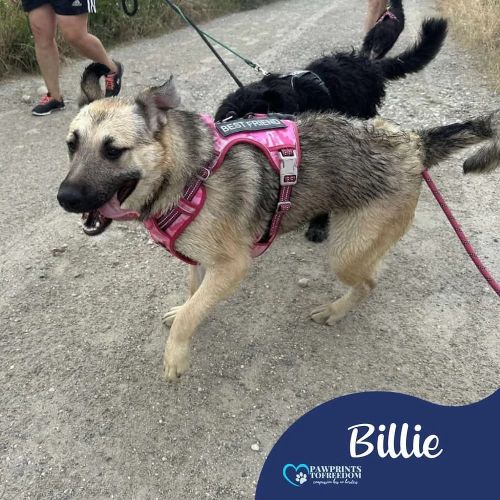Billie, female young mixed breed for adoption at Pawprints to Freedom