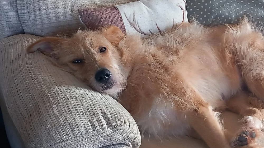 Blondie, female 7yo mixed breed for adoption at Pawprints to Freedom