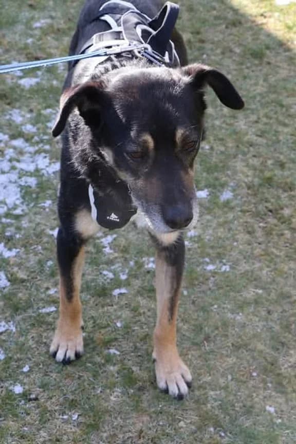 Bobo, male 7yo mixed breed for adoption at Pawprints to Freedom