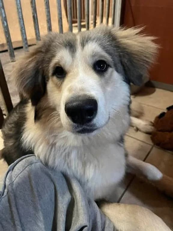 Bolt, male young mixed breed for adoption at Pawprints to Freedom