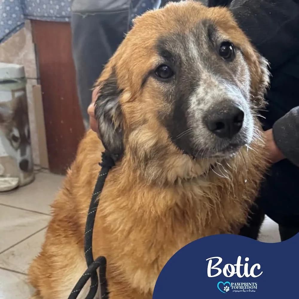 Botic, male puppy mixed breed for adoption at Pawprints to Freedom