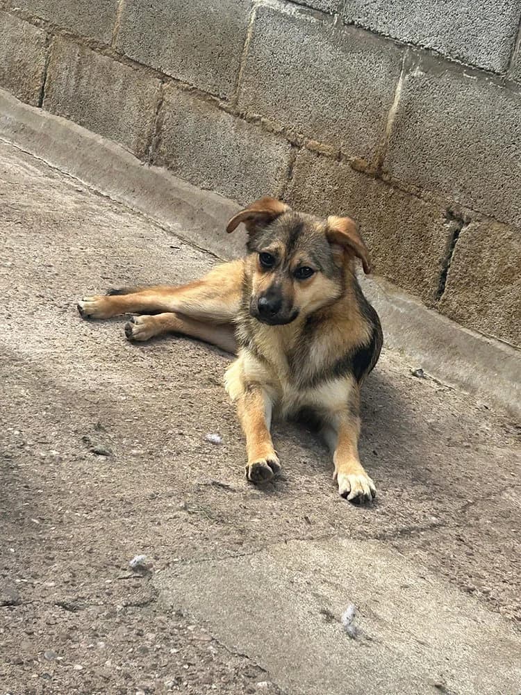 Bramble, male young mixed breed for adoption at Pawprints to Freedom