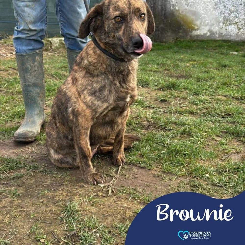 Brownie, female young mixed breed for adoption at Pawprints to Freedom