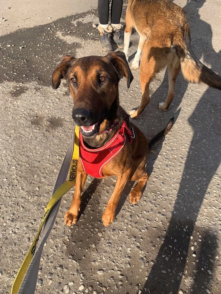 Carrie, female 5yo mixed breed for adoption at Pawprints to Freedom