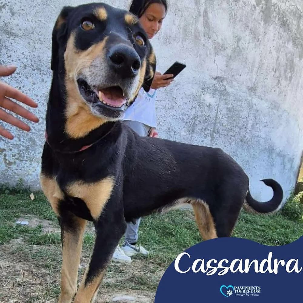 Cassandra, female 7yo mixed breed for adoption at Pawprints to Freedom