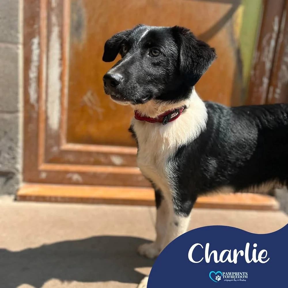 Charlie, male puppy mixed breed for adoption at Pawprints to Freedom