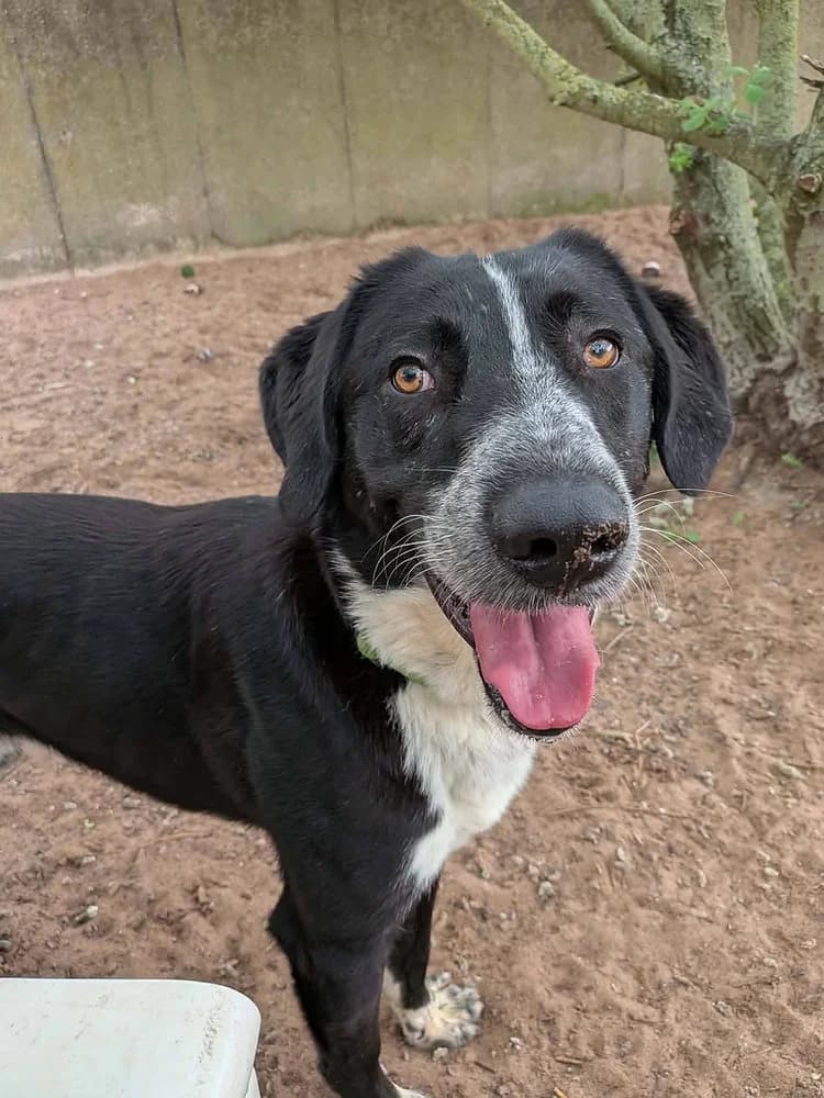 Chase, male young mixed breed for adoption at Pawprints to Freedom