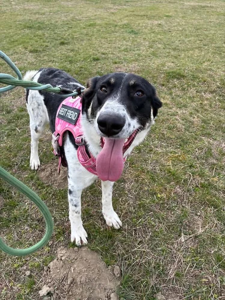 Cheddar, female young mixed breed for adoption at Pawprints to Freedom