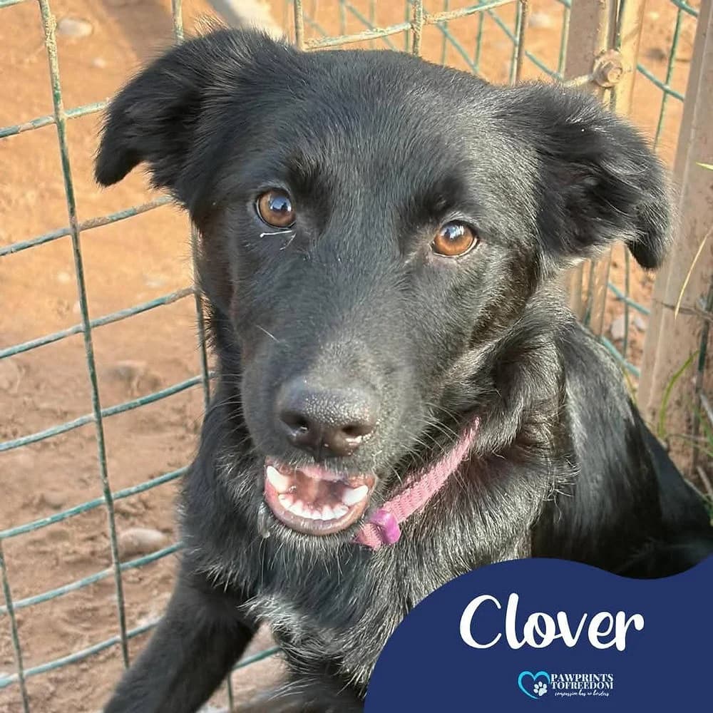 Clover, female puppy mixed breed for adoption at Pawprints to Freedom