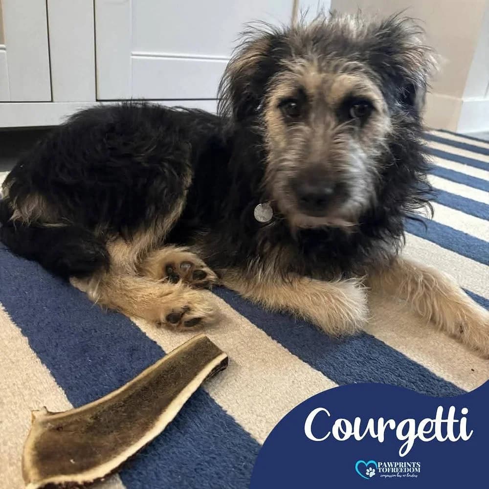 Courgetti, female young mixed breed for adoption at Pawprints to Freedom
