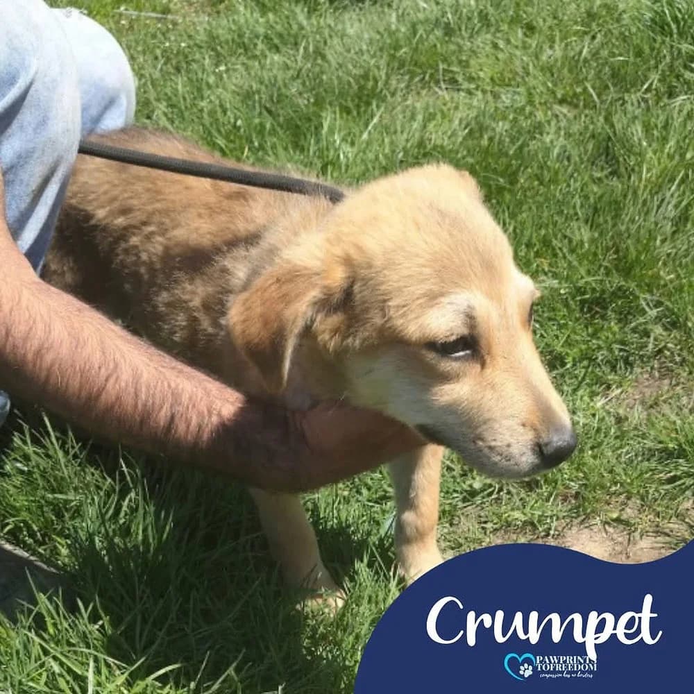 Crumpet, male puppy mixed breed for adoption at Pawprints to Freedom