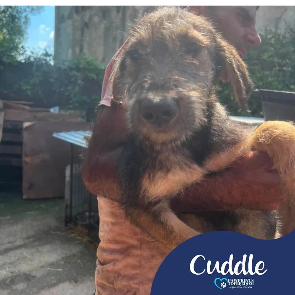 Cuddle, female puppy mixed breed for adoption at Pawprints to Freedom