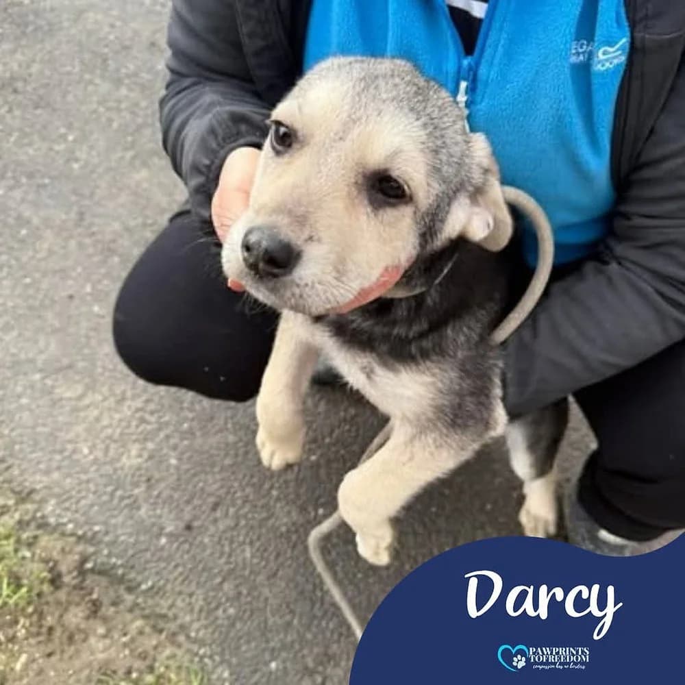 Darcy, female puppy mixed breed for adoption at Pawprints to Freedom