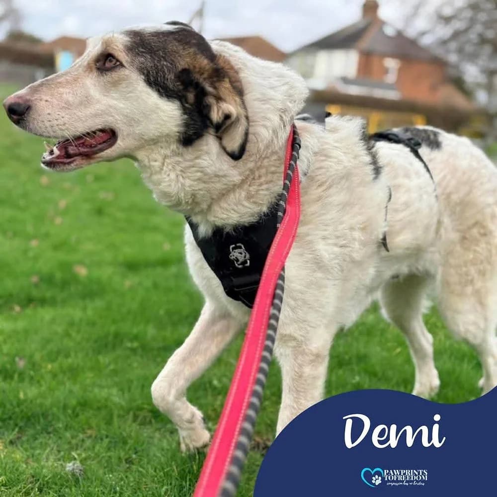 Demi, female 4yo mixed breed for adoption at Pawprints to Freedom