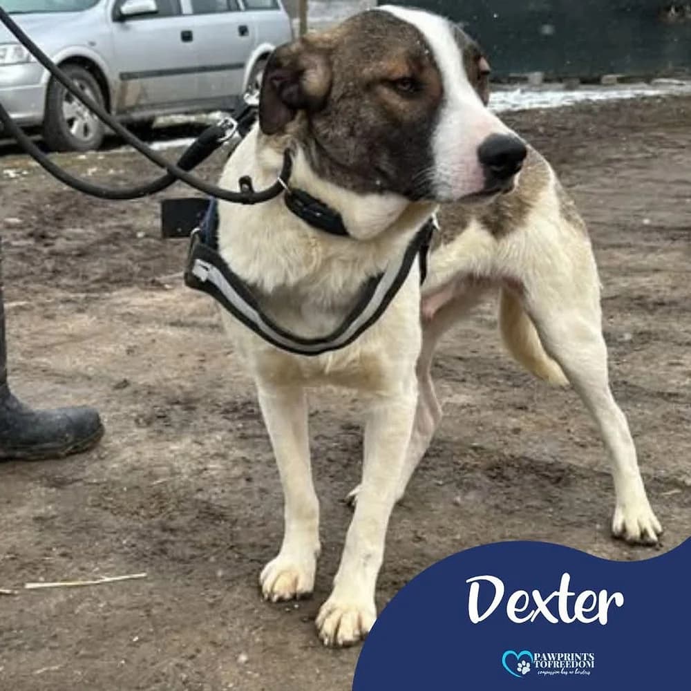 Dexter, male young mixed breed for adoption at Pawprints to Freedom