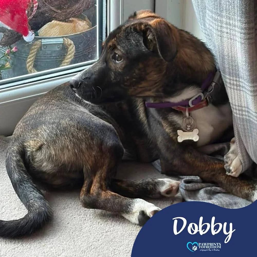 Dobby, male puppy mixed breed for adoption at Pawprints to Freedom