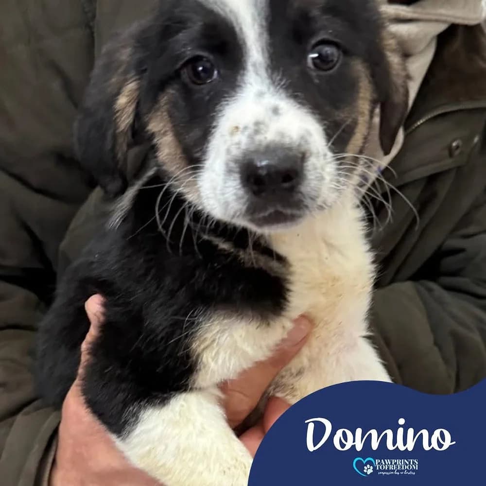 Domino, female puppy mixed breed for adoption at Pawprints to Freedom