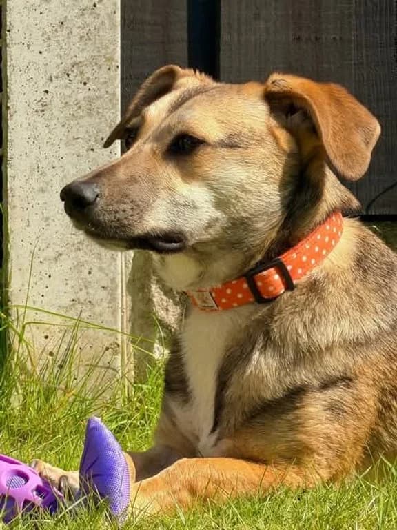 Dot, female puppy mixed breed for adoption at Pawprints to Freedom