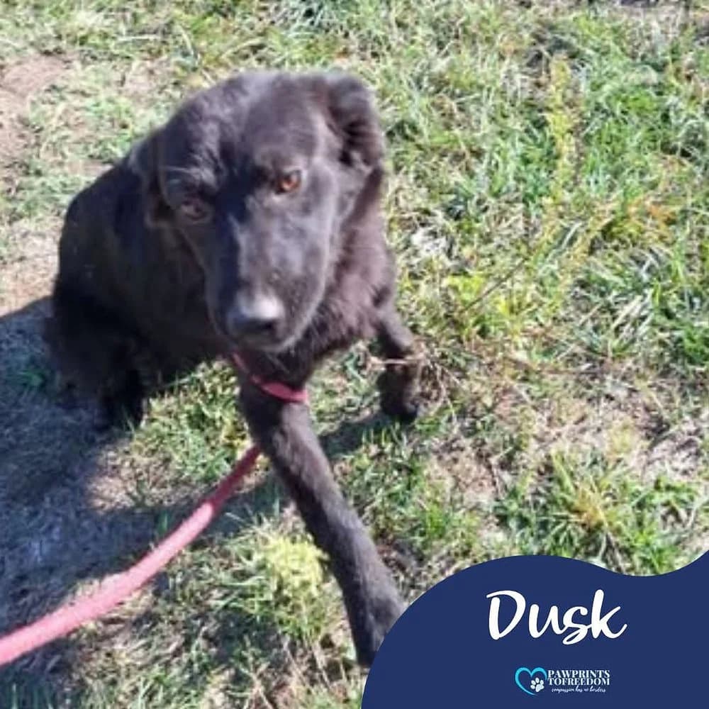 Dusk, male young mixed breed for adoption at Pawprints to Freedom